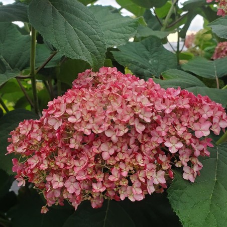 Hydrangea arborescensMAGICAL® Dark Pink 'Bokodapi'