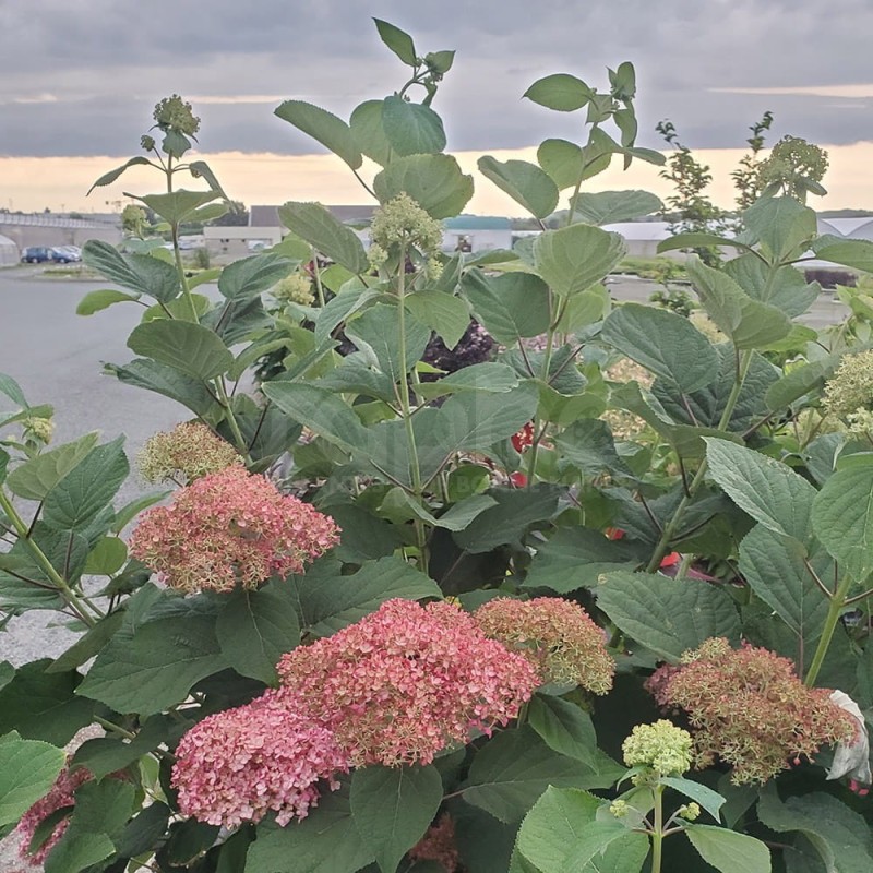 Hydrangea arborescensMAGICAL® Dark Pink 'Bokodapi'