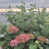 Hydrangea arborescensMAGICAL® Dark Pink 'Bokodapi'