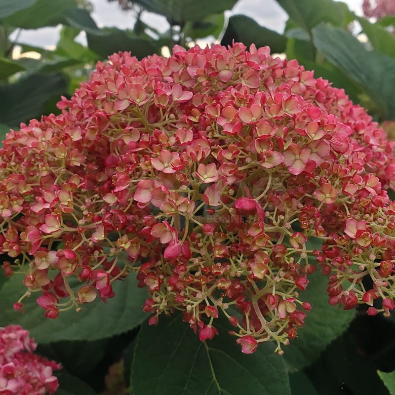 Hydrangea arborescensMAGICAL® Dark Pink 'Bokodapi'
