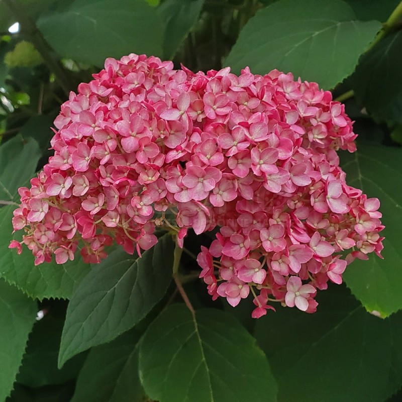 Hydrangea arborescensMAGICAL® Dark Pink 'Bokodapi'