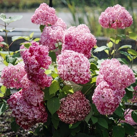 Hydrangea arborescensMAGICAL® Dark Pink 'Bokodapi'