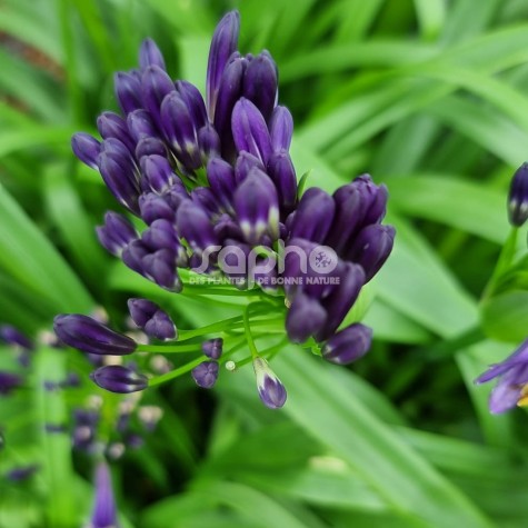Agapanthus PITCHOUNE® Violet 'MILL04'