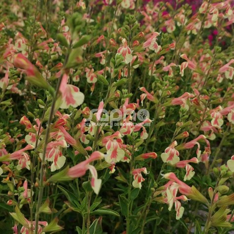 Salvia x jamensis Belle de Loire ® 'BARSABEL'