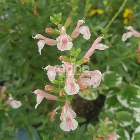 Salvia x jamensis Belle de Loire ® 'BARSABEL'