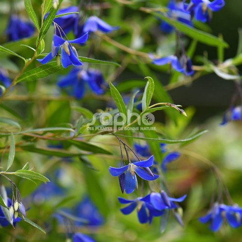 Sollya heterophylla ULTRA BLUE 'TUISOL'