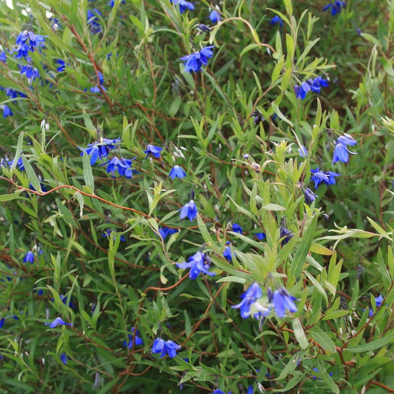 Sollya heterophylla ULTRA BLUE 'TUISOL'