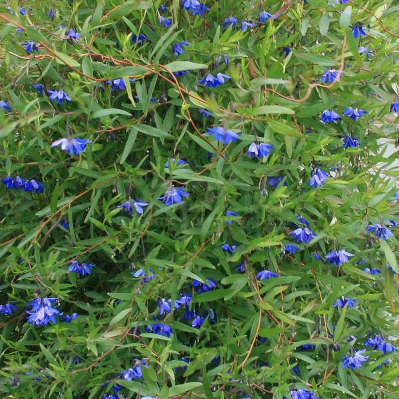 Sollya heterophylla ULTRA BLUE 'TUISOL'