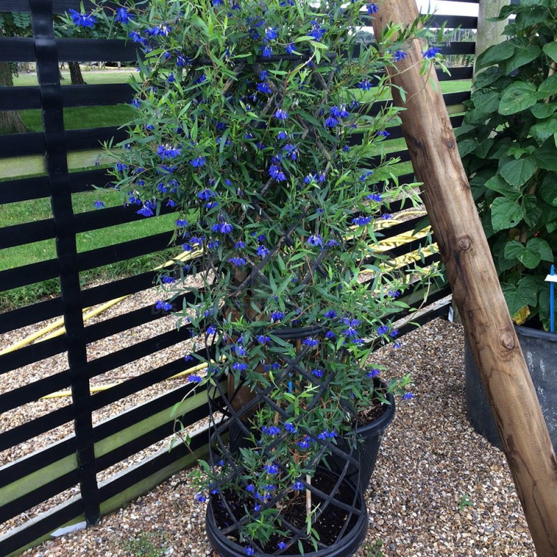 Sollya heterophylla ULTRA BLUE 'TUISOL'