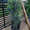 Sollya heterophylla ULTRA BLUE 'TUISOL'