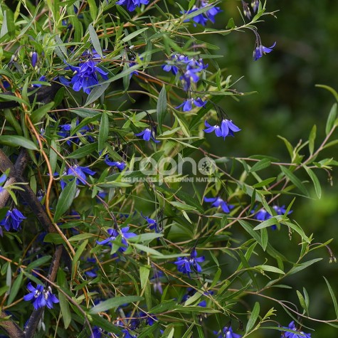 Sollya heterophylla ULTRA BLUE 'TUISOL'