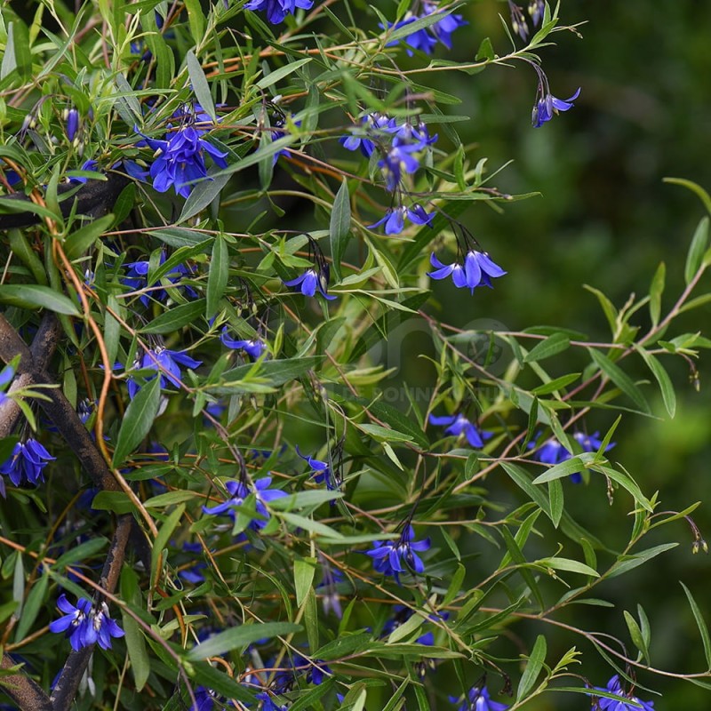 Sollya heterophylla ULTRA BLUE 'TUISOL'