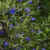 Sollya heterophylla ULTRA BLUE 'TUISOL'