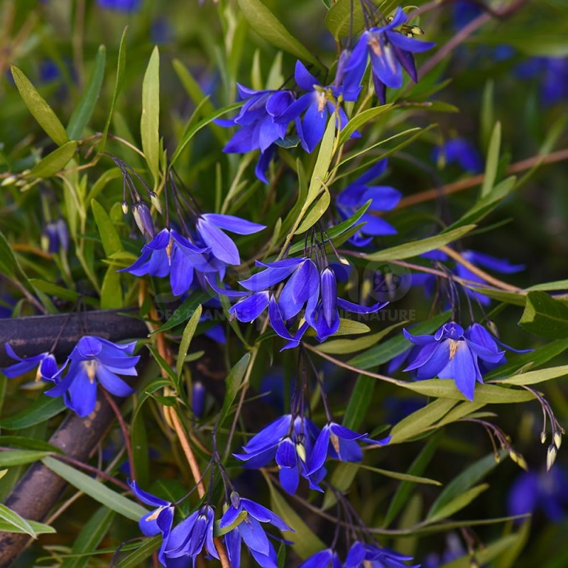 Sollya heterophylla ULTRA BLUE 'TUISOL'