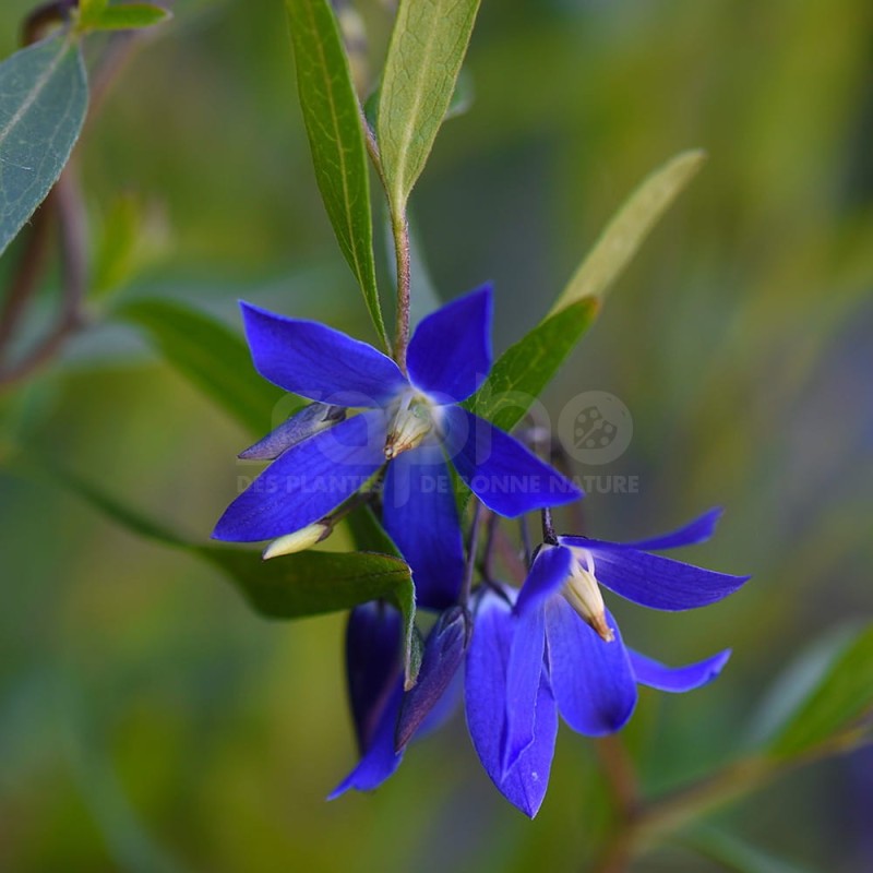 Sollya heterophylla ULTRA BLUE 'TUISOL'