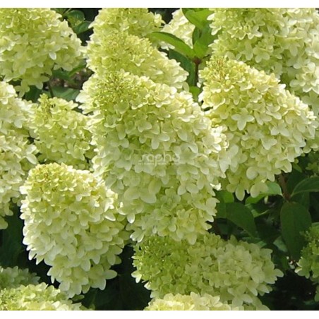 Hydrangea paniculata MAGICAL® Candle 'Bokraflame'