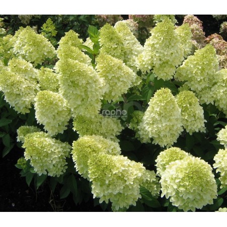 Hydrangea paniculata MAGICAL® Candle 'Bokraflame'