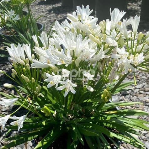 Agapanthus africanus 'Monsapho'