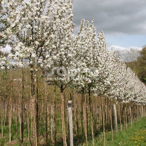 Malus PERPETU® 'Evereste'