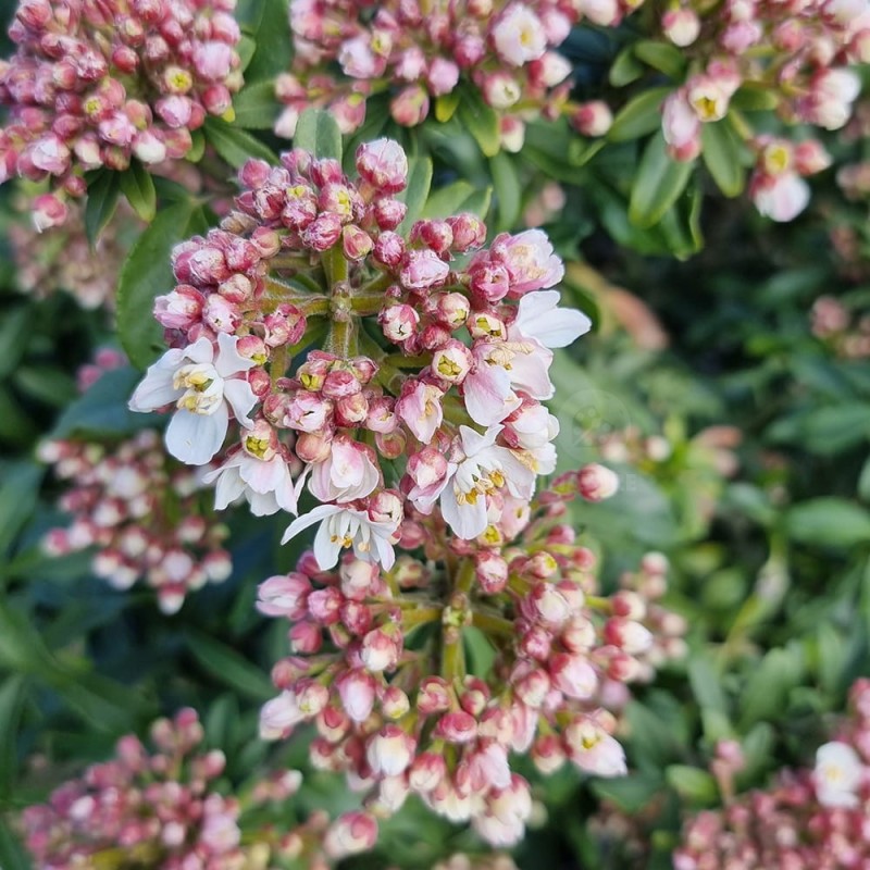 Choisya ternata GREENFINGERS 'LISSFING'
