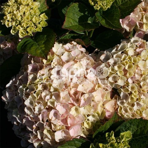 Hydrangea macrophylla Pink EVER BELLES® 'Hokomaplico'