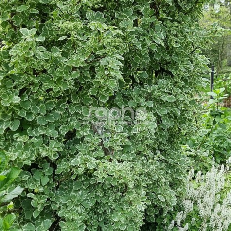 Hydrangea anomala ssp petiolaris 'Silver Lining'