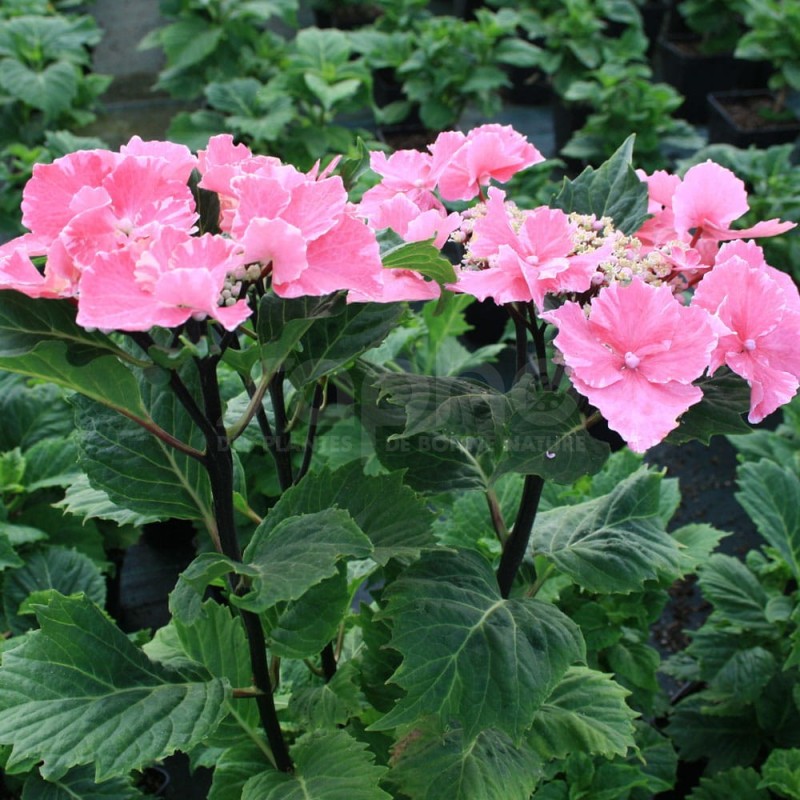 Hydrangea macrophylla SO LONG® 'Aya'