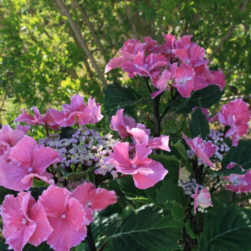 Hydrangea macrophylla SO LONG® 'Aya'