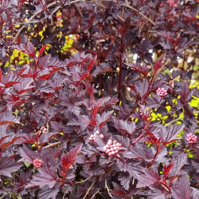 Physocarpus opulifolius ALL BLACK® 'MINALL2'