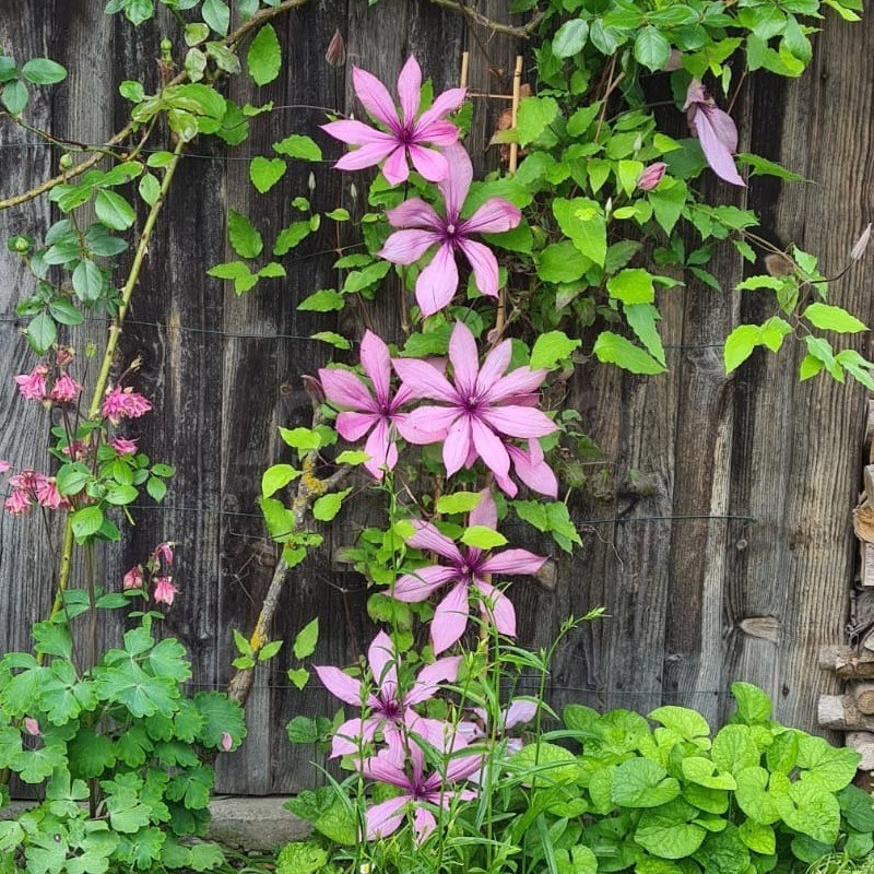 Clematis Princesse Arabelle® 'CERpara'
