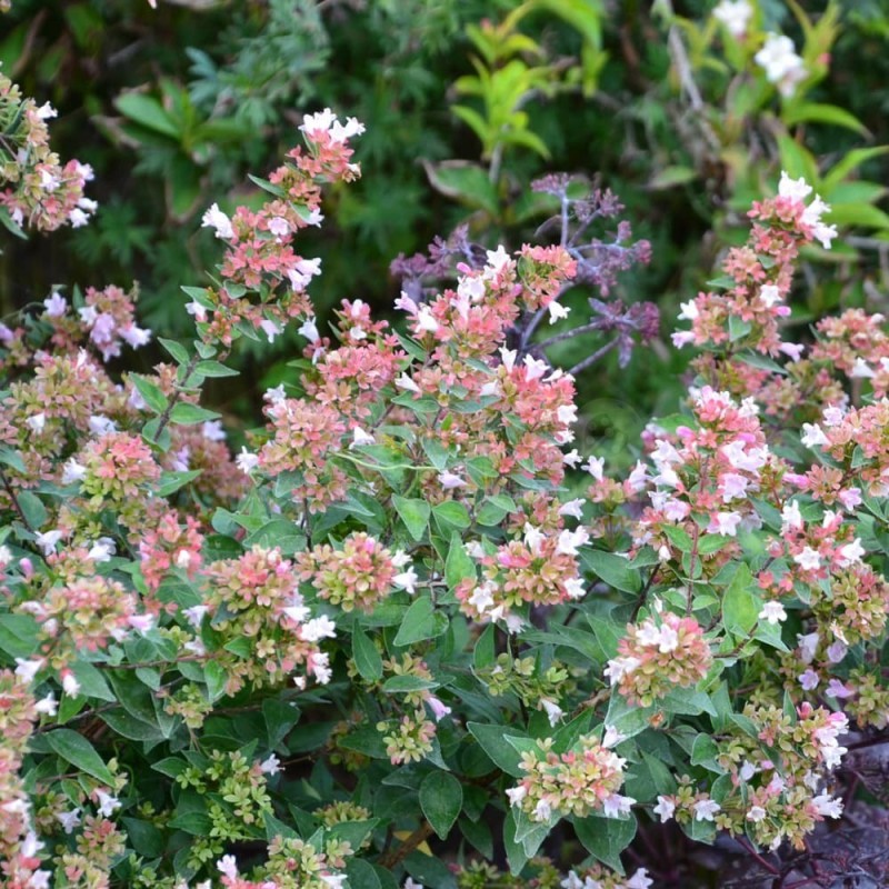 abelia raspberry profusion en début de floraison