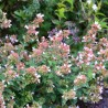 abelia raspberry profusion en début de floraison