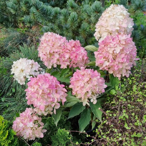 Hydrangea paniculata ou Hortensia paniculé MAGICAL® Mount Fuji 'Bokomanfu' en pleine terre au jardin, floraison rose et blanche