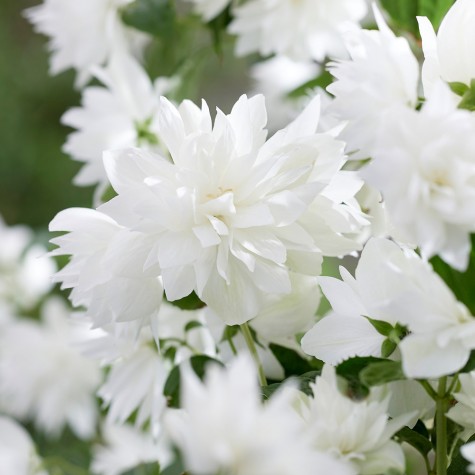 Fleur double blanche, en gros plan Philadelphus Pearls of Perfume