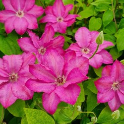 Floraison rose Clematis x CHIBI® 'Niida'