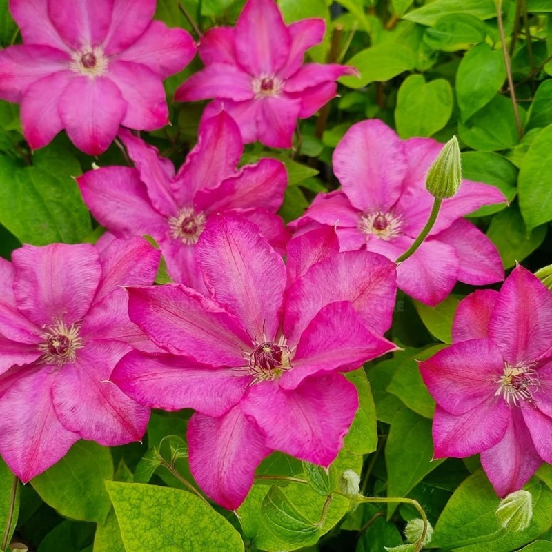 Floraison rose Clematis x CHIBI® 'Niida'