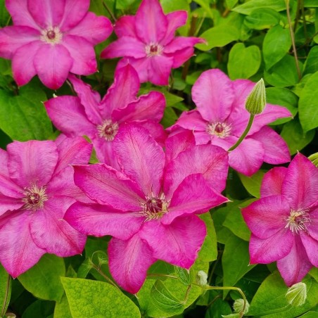 Clematis CHIBI® 'Niida'