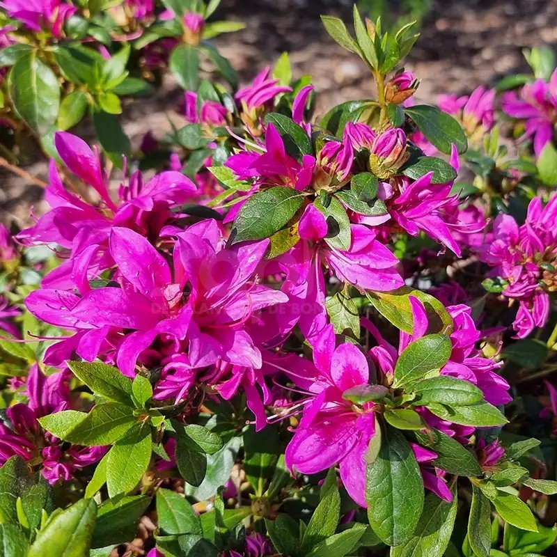 Azalea x STEREN® Purple 'KOPUR'
