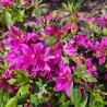 Azalea x STEREN® Purple 'KOPUR'