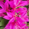 Azalea x STEREN® Purple 'KOPUR'