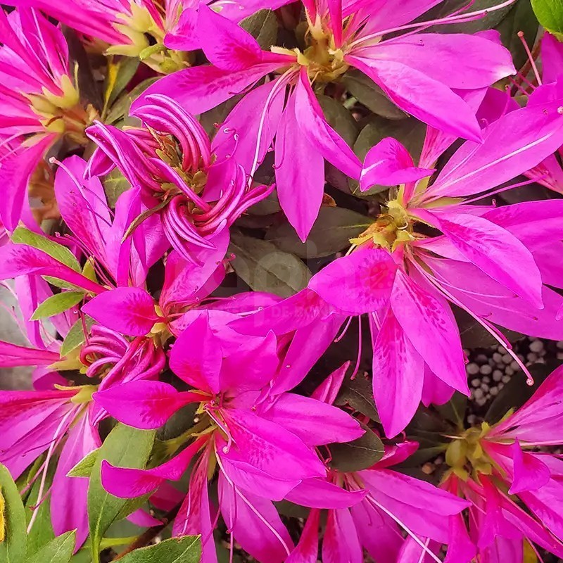 Azalea x STEREN® Purple 'KOPUR'