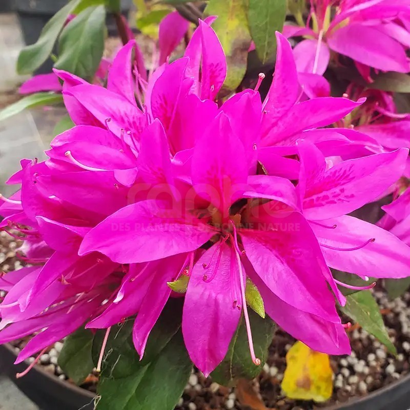 Azalea x STEREN® Purple 'KOPUR'