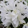 Azalea x STEREN® White 'KOWHITE'