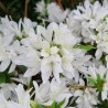 Azalea x STEREN® White 'KOWHITE'