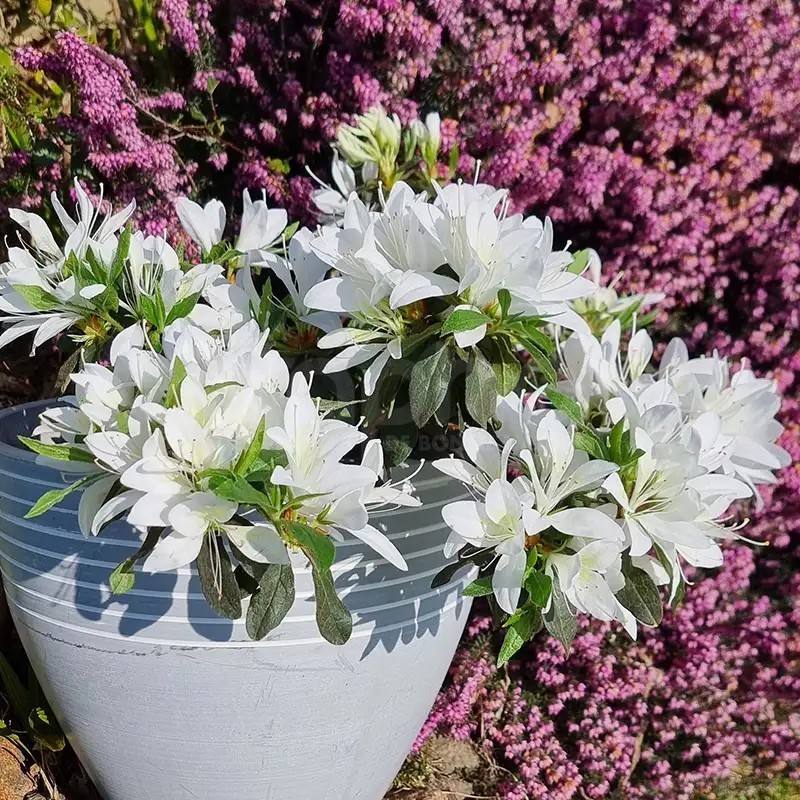 Azalea x STEREN® White 'KOWHITE'
