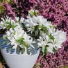 Azalea x STEREN® White 'KOWHITE'