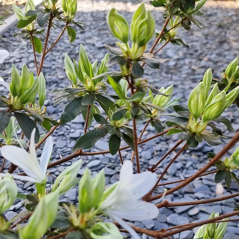 Azalea x STEREN® White 'KOWHITE'