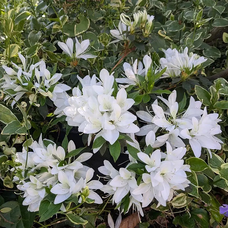 Azalea x STEREN® White 'KOWHITE'