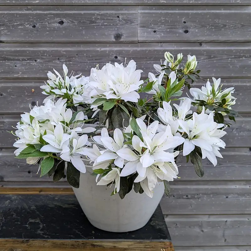 Azalea x STEREN® White 'KOWHITE'