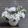 Azalea x STEREN® White 'KOWHITE'